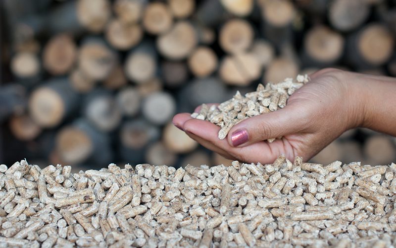 Pellets- biomass Pellets in female hands-selective focus on the heap and hand